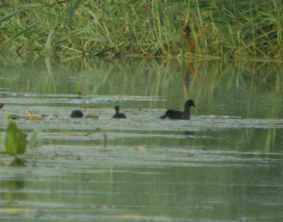 DSCN0387 c Common Gallinule Newton Co IN 8-31-13