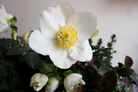 Winterblueher blossom bloom