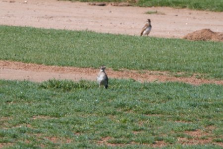 IMG 0989c Horned Lark H & E Sod-Momence IL 7-18-2018