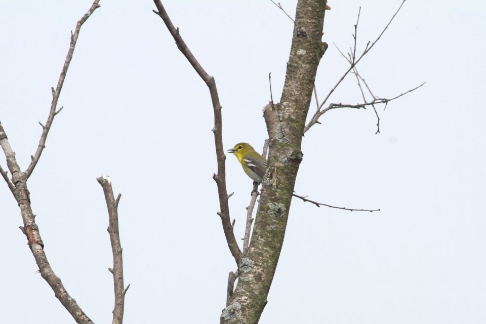 IMG 9833c Yellow-throated Vireo LaSalle FWA IN 5-13-2018