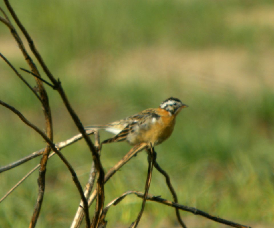 DSCN3096 c Smith's Longspur TNC Kankakee Sands IN 4-22-2014