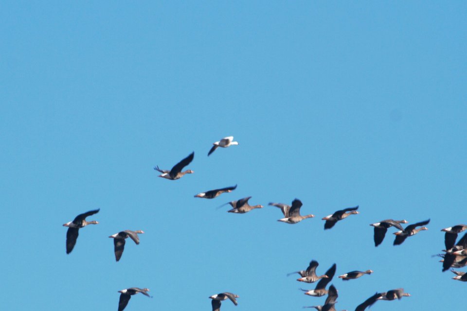 IMG 8133c Ross's Goose Willowhaven Area Kankakee Co IL 3-2-2018