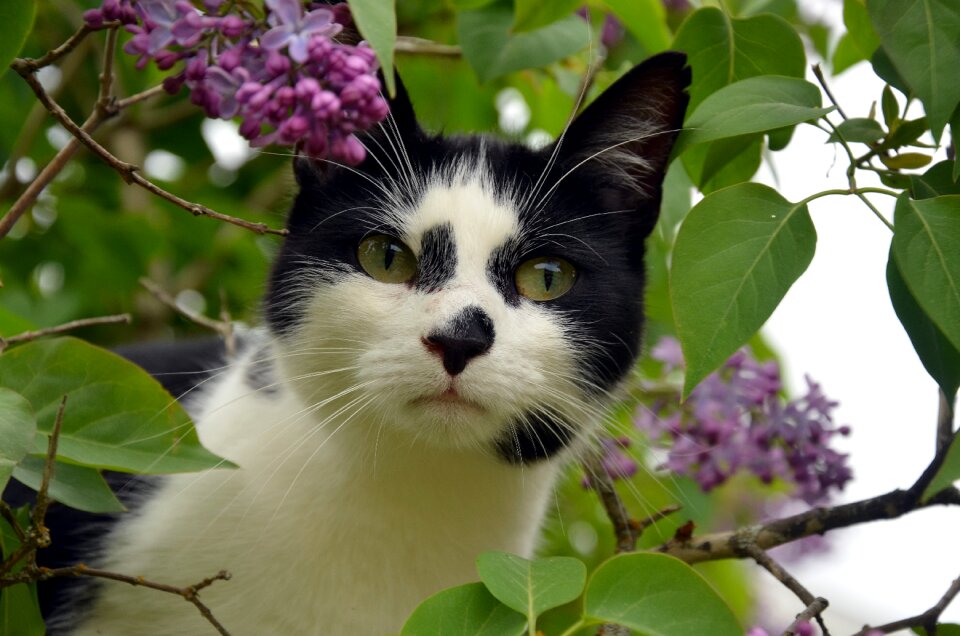 Black and white animals pets