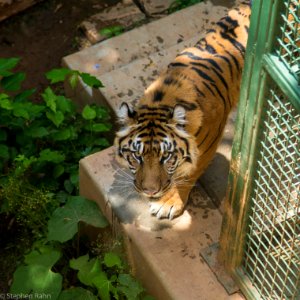 Zoo Atlanta Tiger photo