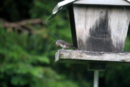 IMG 0332c Tufted Titmouse Hse Kankakee IL 6-8-2018
