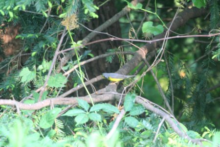 IMG 9960c Canada Warbler Hse Kankakee IL 5-19-2018 photo