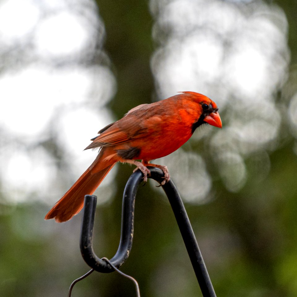 Day 125 - "A bird doesn’t sing because it has an answer, it sings because it has a song.” – Maya Angelou