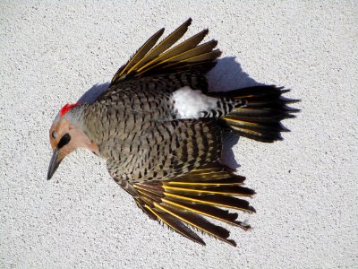IMG 0104c Northern Flicker (Window Kill?) Willowhaven Kankakee Co IL 6-1-2018