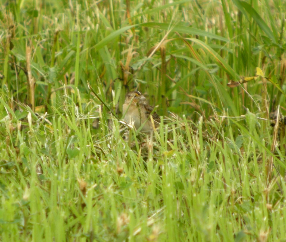 DSCN8945 c Grasshopper Sparrow Kankakee Co IL 6-30-13