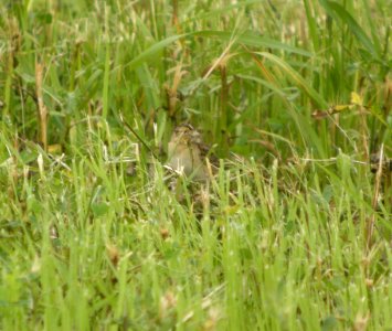 DSCN8945 c Grasshopper Sparrow Kankakee Co IL 6-30-13