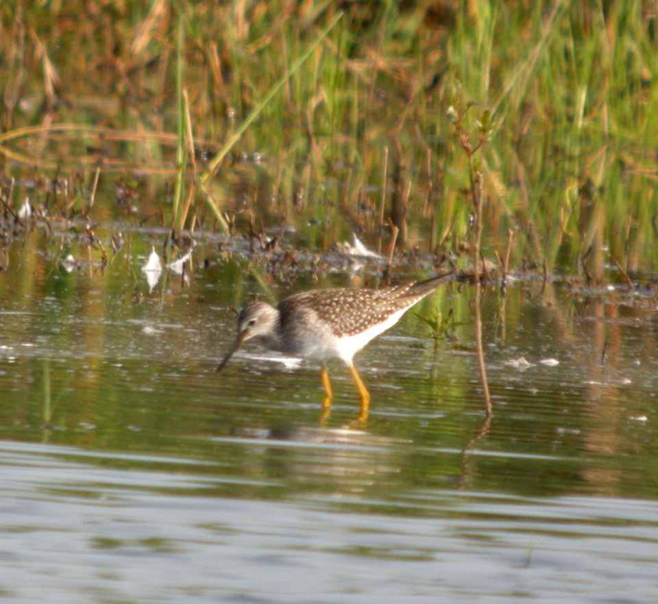 DSCN9743 c Lesser Yellowlegs Newton Co IN 8-5-13