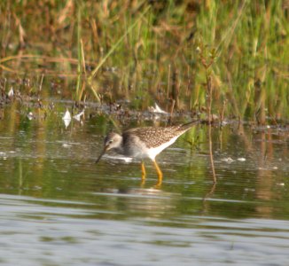 DSCN9743 c Lesser Yellowlegs Newton Co IN 8-5-13