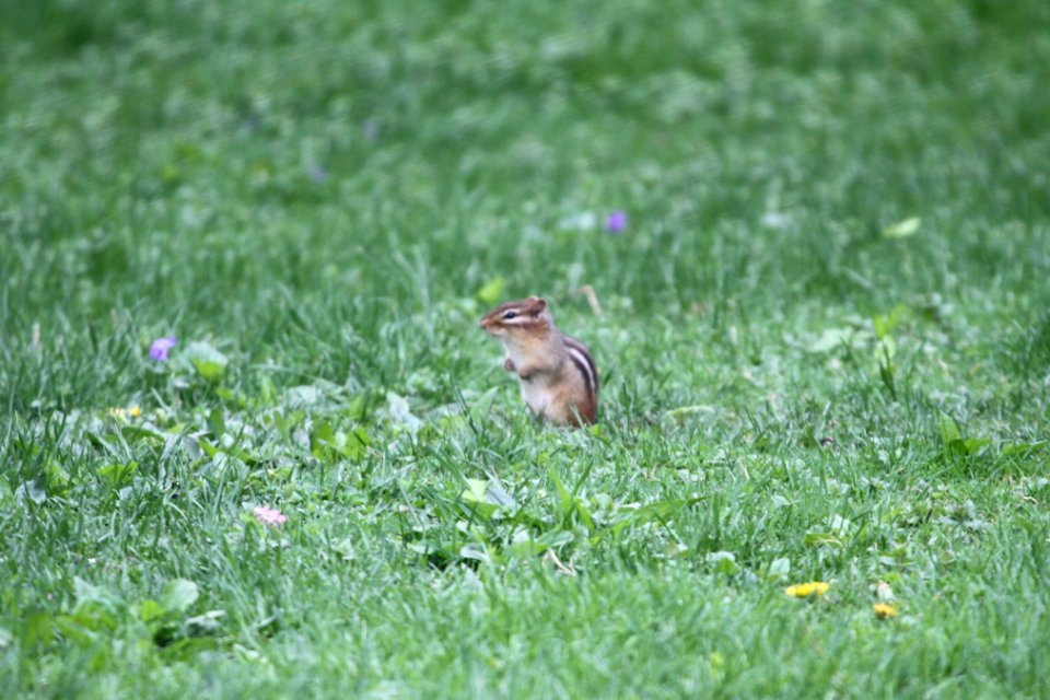 IMG 9697c Eastern Chipmunk Hse Kankakee IL 5-11-2018