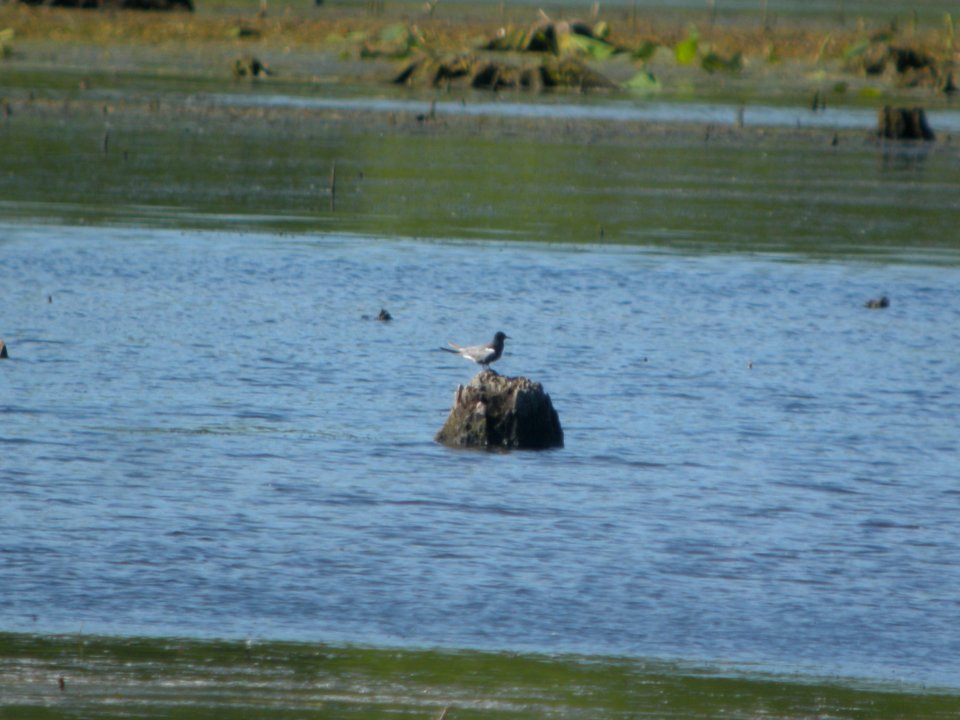 DSCN0046c Black Tern LaSalle FWA IN 6-4-2018