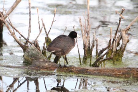 IMG 9930c American Coot LaSalle FWA IN 5-18-2018