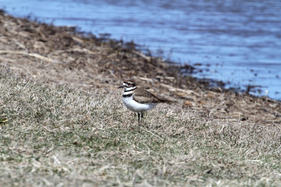 IMG 8655c Killdeer Willowhaven Area Kankakee Co IL 4-7-2018