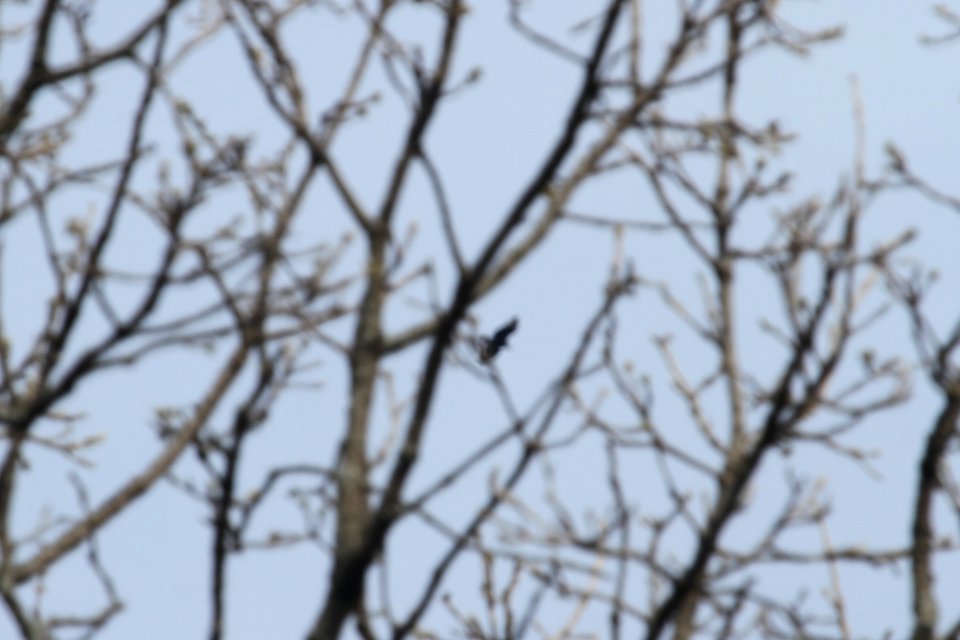 IMG 9423c Black Vulture Hse Kankakee IL 5-1-2018
