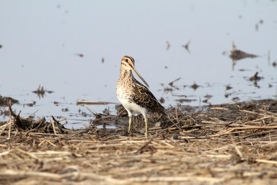 IMG 8798c Wilson's Snipe Willowhaven Area Kankakee Co IL 4-12-2018