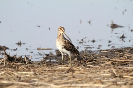 IMG 8798c Wilson's Snipe Willowhaven Area Kankakee Co IL 4-12-2018