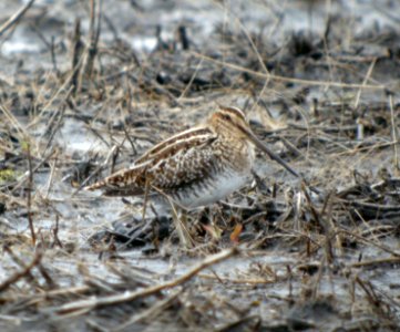 DSCN2845 c Wilson's Snipe TNC Kankakee Sands IN 3-28-2014