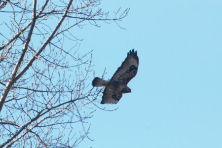 IMG 8302c Rough-legged Hawk TNC Kankakee Sands IN 3-9 2018