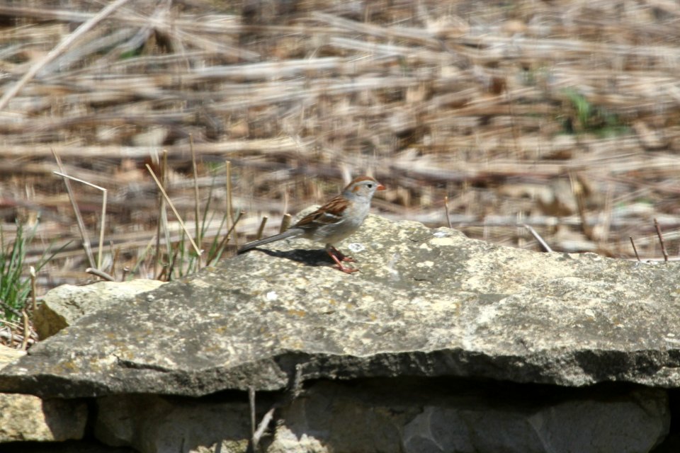 IMG 8775c Field Sparrow Hse Kankakee IL 4-12-2018