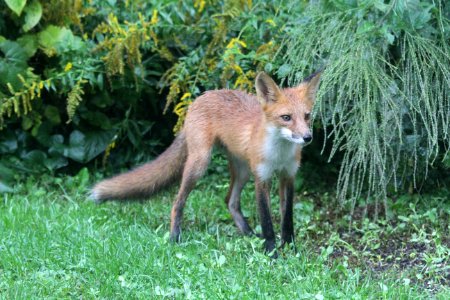 IMG 1545 Red Fox Hse Kankakee IL 9-7-2018 photo