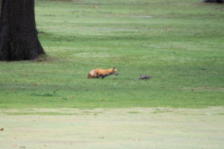 IMG 8884c Red Fox Hse Kankakee IL 4-15-2018