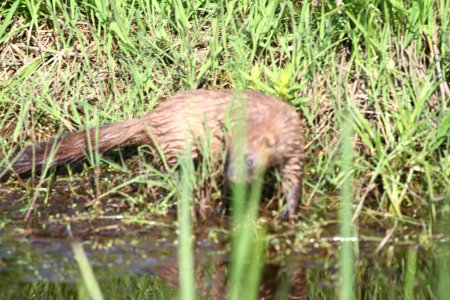 IMG 9666c Mink TNC Kankakee Sands Newton Co IN 5-10-2018