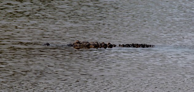 Alligator