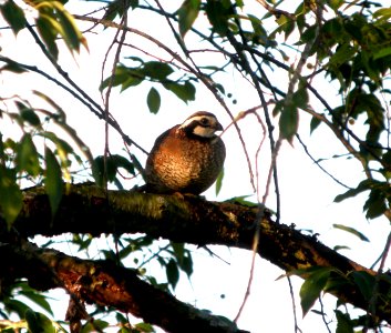 DSCN8891 c N. Bobwhite Newton Co IN 6-21-13