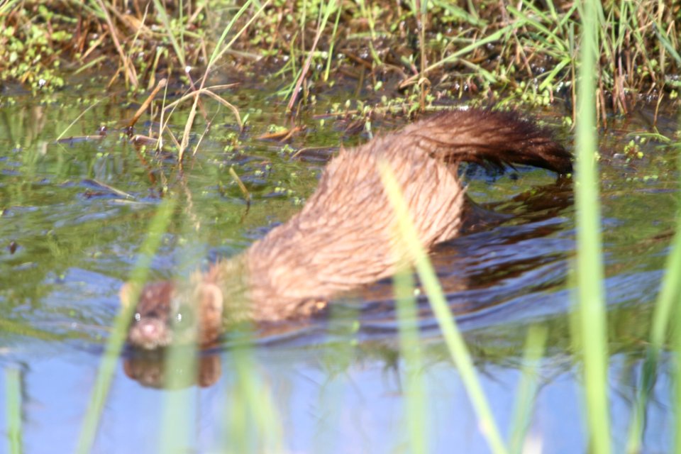 IMG 9669c Mink TNC Kankakee Sands Newton Co IN 5-10-2018