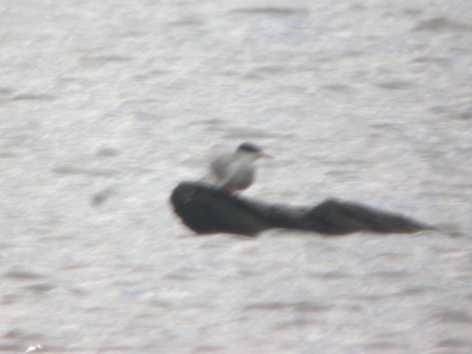 DSCN9745c Forster's Tern LaSalle FWA IN 4-17-2018