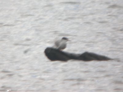 DSCN9745c Forster's Tern LaSalle FWA IN 4-17-2018 photo