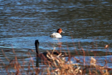 IMG 7169c Redhead Aroma Park IL 1-13-2018