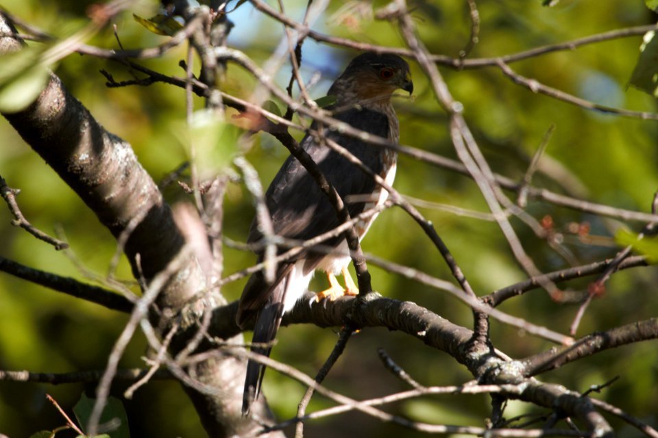 IMG 5711c Cooper's Hawk Hse Kankakee IL 11-3-2017