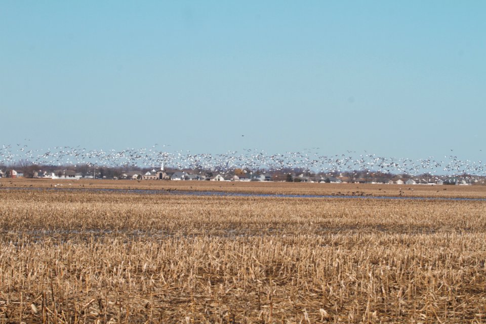 IMG 8054c Snow Goose mostly Willowhaven Area Kankakee Co IL 2-26-2018
