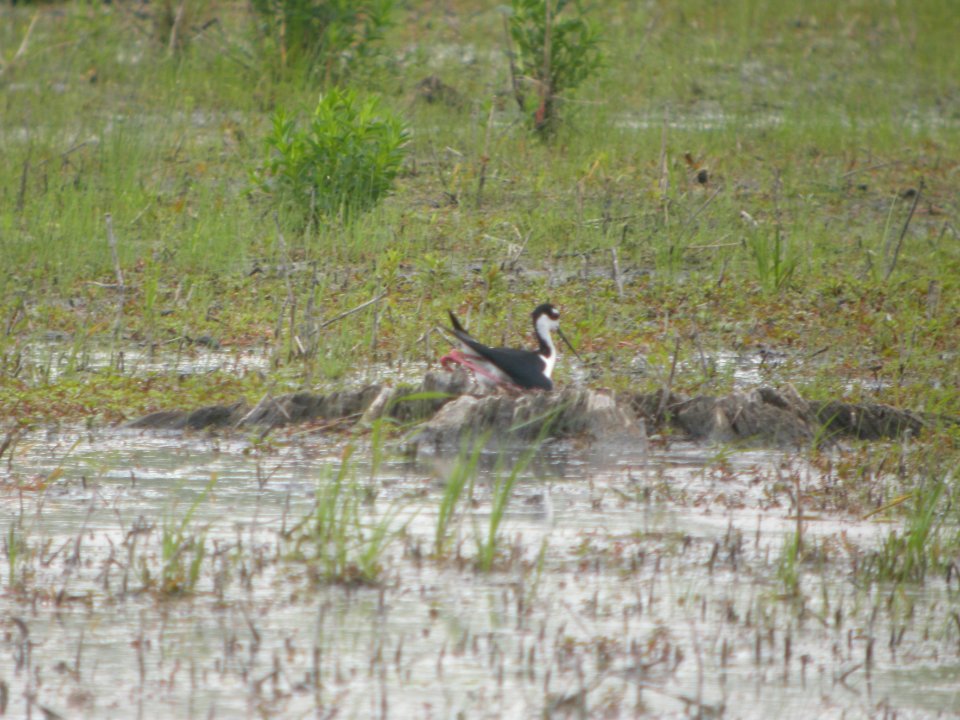 DSCN9938c Black-necked Stilt (at nest) LaSalle FWA IN 5-18-2018