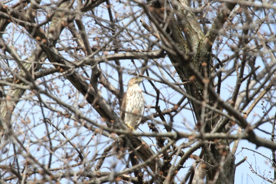 IMG 9119c Cooper's Hawk Hse Kankakee IL 4-22-2018