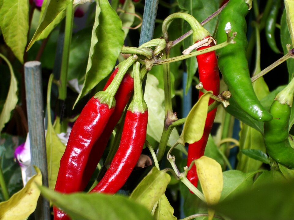 Plant vegetable spices