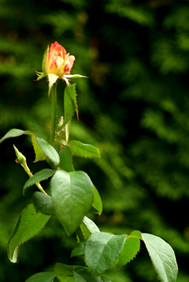 Sony Alpha A230 with Pentacon Electric 4/200 MC - Rose 1
