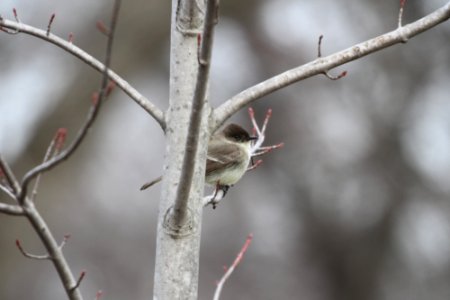 IMG 8403c Eastern Phoebe KRSP (Kankakee Co) IL 3-20-2018