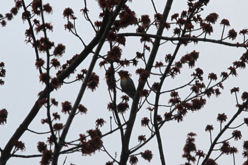 IMG 9180c Yellow-throated Warbler Kankakee River SP (Kankakee Co) IL 4-24-2018
