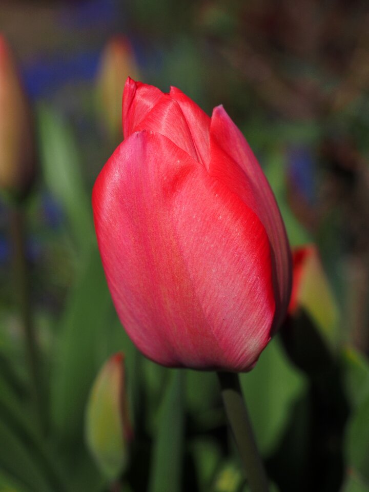 Spring close up colorful