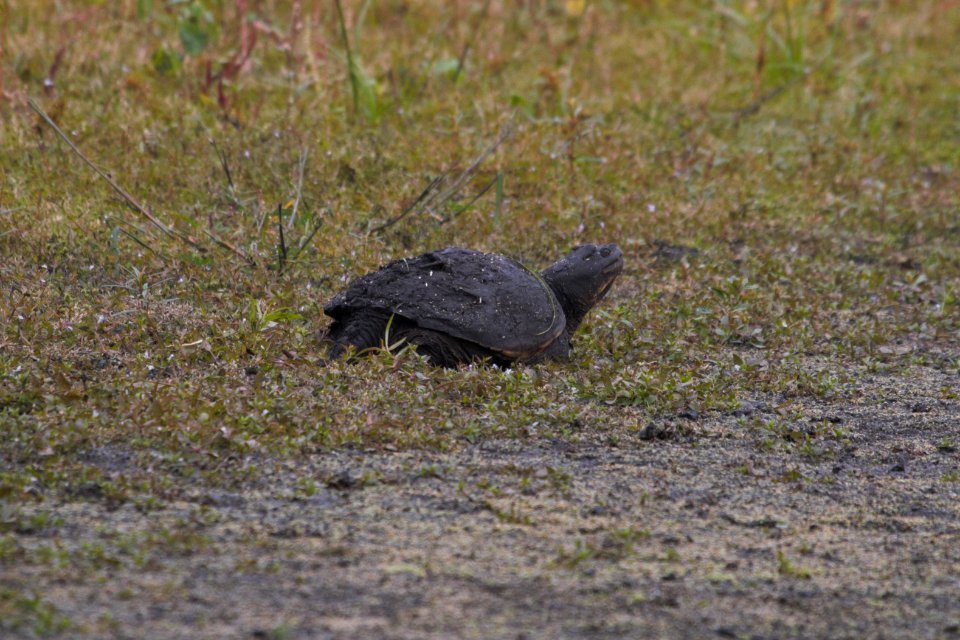 IMG 2276c Snapping Turtle Willowhaven Kankakee Co IL 10-1-2018