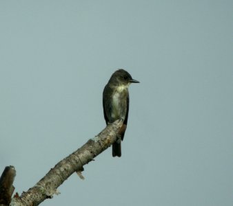 DSCN4608 c Olive-sided Flycatcher  Newton Co IN 7-31-12