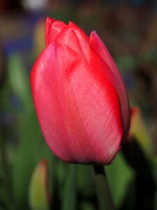 Spring close up colorful photo