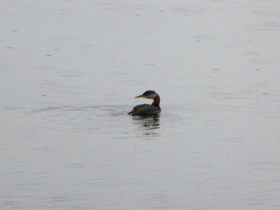 IMG 0275c Red-necked Grebe Westchester Lagoon Anchorage AK 8-20-2018