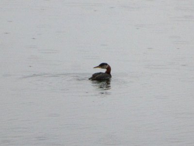IMG 0275c Red-necked Grebe Westchester Lagoon Anchorage AK 8-20-2018