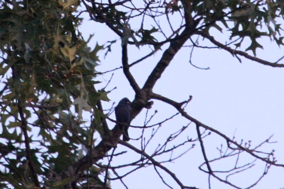 IMG 0992c Blue Grosbeak Braidwood IL 7-19-2018